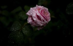 Preview wallpaper rose, flower, drops, water