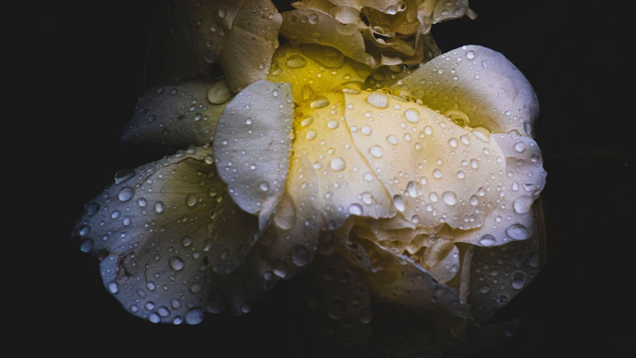 Wallpaper rose, flower, drops, wet, dark