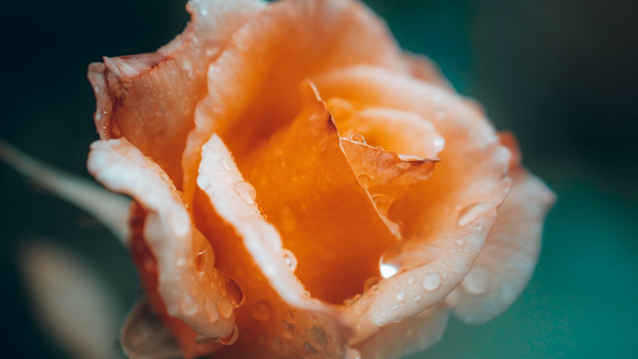 Wallpaper rose, flower, drops, wet, petals