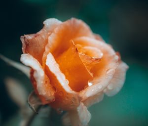 Preview wallpaper rose, flower, drops, wet, petals