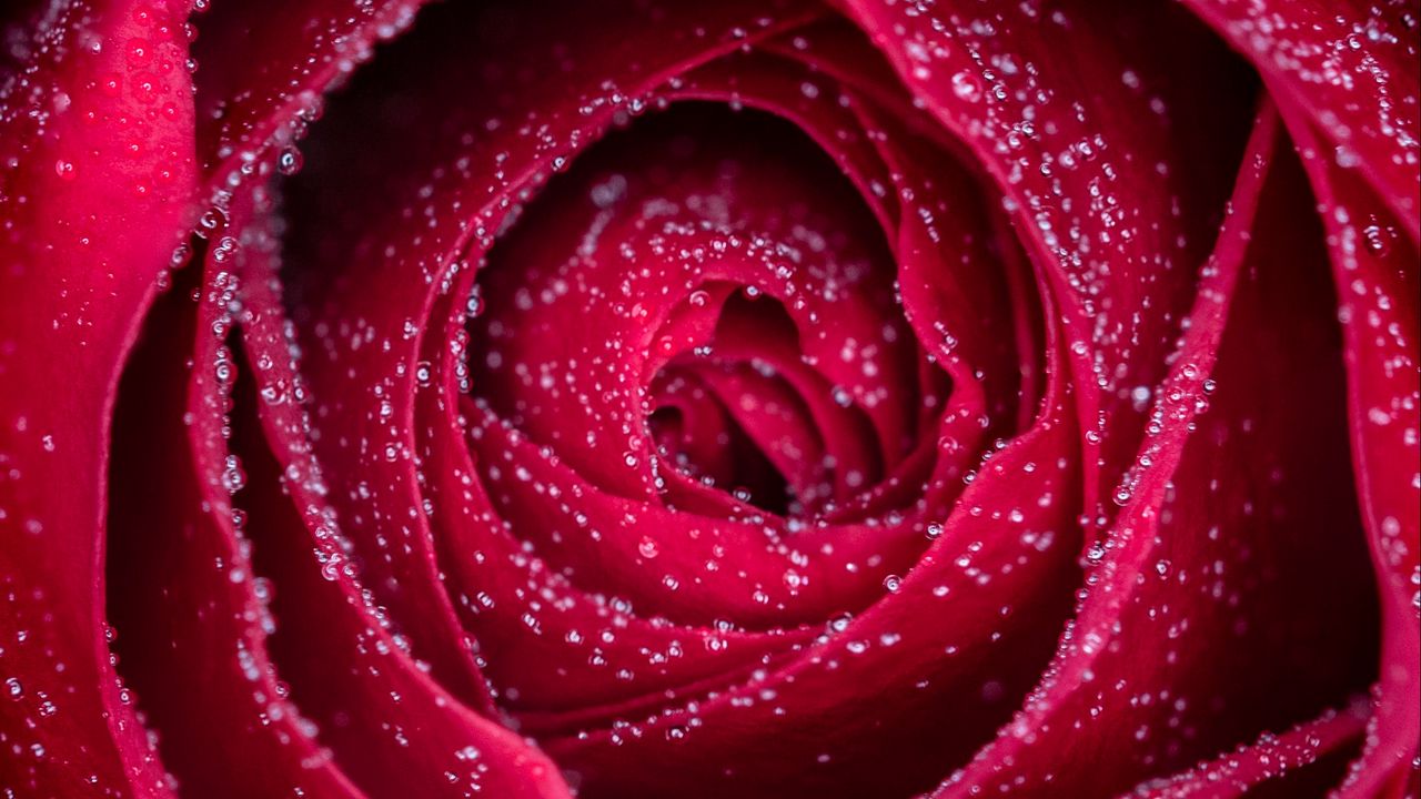 Wallpaper rose, flower, drops, petals, wet, macro, red