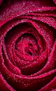 Preview wallpaper rose, flower, drops, petals, wet, macro, red