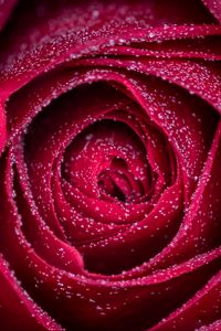 Preview wallpaper rose, flower, drops, petals, wet, macro, red