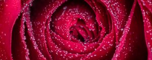 Preview wallpaper rose, flower, drops, petals, wet, macro, red