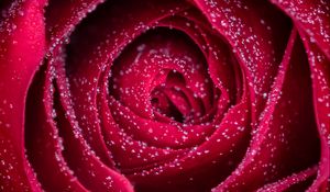 Preview wallpaper rose, flower, drops, petals, wet, macro, red