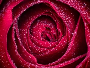 Preview wallpaper rose, flower, drops, petals, wet, macro, red