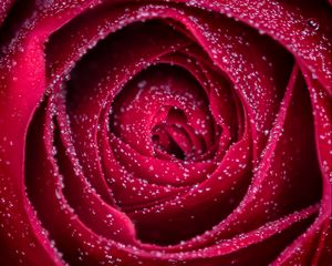 Preview wallpaper rose, flower, drops, petals, wet, macro, red