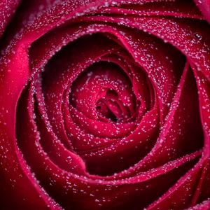 Preview wallpaper rose, flower, drops, petals, wet, macro, red