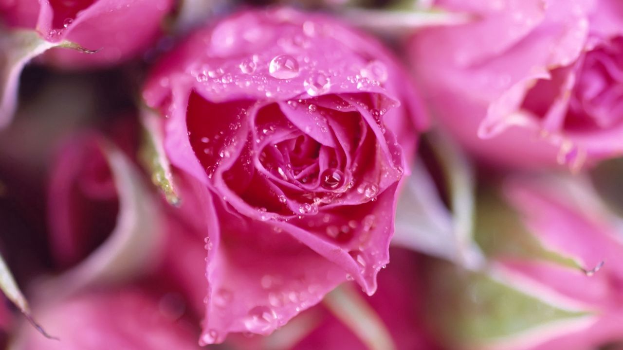 Wallpaper rose, flower, drops, petals