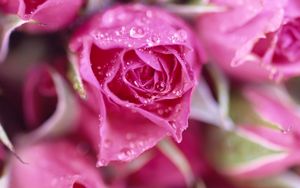 Preview wallpaper rose, flower, drops, petals