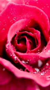 Preview wallpaper rose, flower, drops, petals, pink