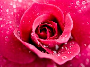 Preview wallpaper rose, flower, drops, petals, pink