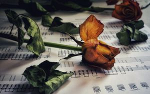 Preview wallpaper rose, flower, dry, herbarium, notes