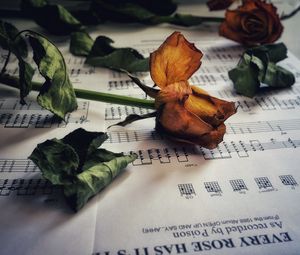 Preview wallpaper rose, flower, dry, herbarium, notes