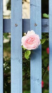 Preview wallpaper rose, flower, fence, bloom, pink