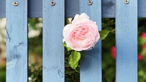 Preview wallpaper rose, flower, fence, bloom, pink