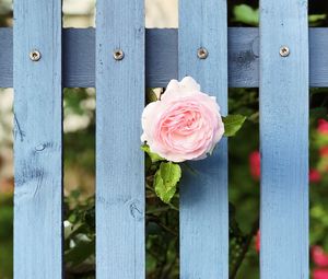 Preview wallpaper rose, flower, fence, bloom, pink