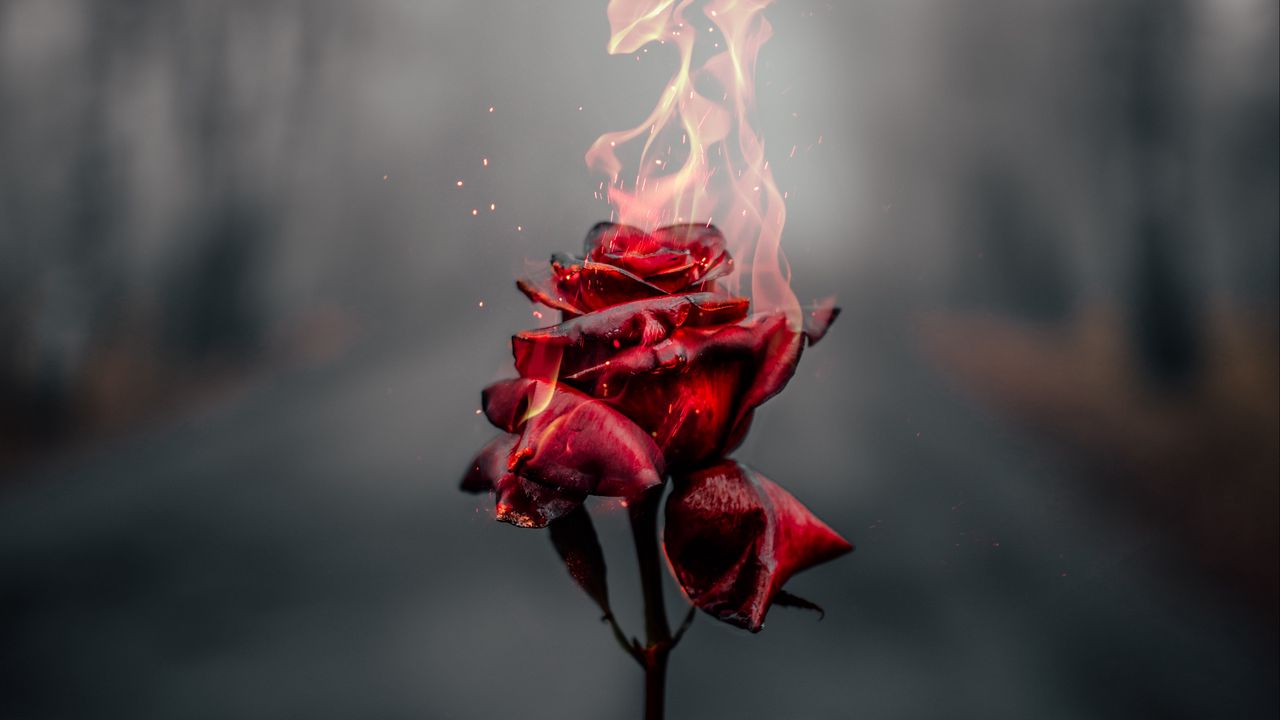 Wallpaper rose, flower, fire, flame, burn