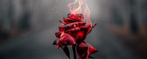 Preview wallpaper rose, flower, fire, flame, burn