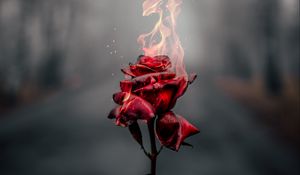 Preview wallpaper rose, flower, fire, flame, burn
