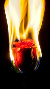 Preview wallpaper rose, flower, flame, fire
