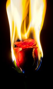 Preview wallpaper rose, flower, flame, fire