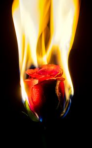 Preview wallpaper rose, flower, flame, fire