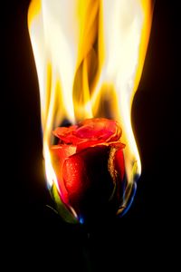 Preview wallpaper rose, flower, flame, fire