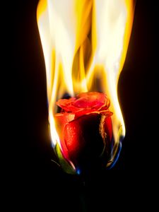Preview wallpaper rose, flower, flame, fire