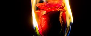 Preview wallpaper rose, flower, flame, fire