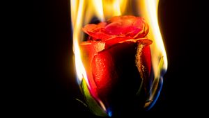 Preview wallpaper rose, flower, flame, fire