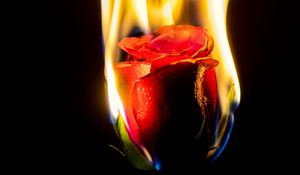 Preview wallpaper rose, flower, flame, fire