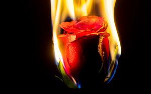 Preview wallpaper rose, flower, flame, fire