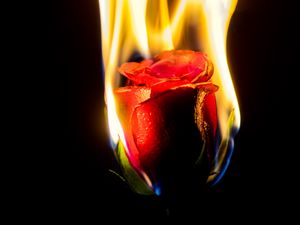 Preview wallpaper rose, flower, flame, fire