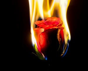 Preview wallpaper rose, flower, flame, fire