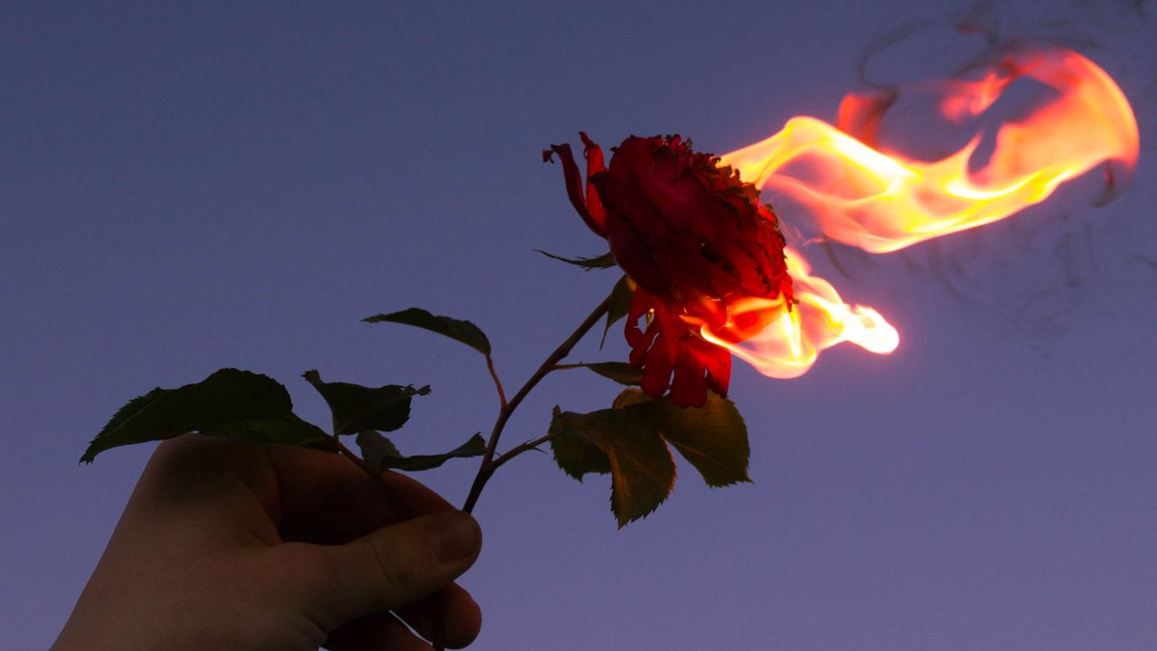 Wallpaper rose, flower, flame, hand, fire