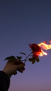 Preview wallpaper rose, flower, flame, hand, fire