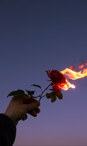 Preview wallpaper rose, flower, flame, hand, fire