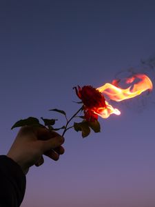 Preview wallpaper rose, flower, flame, hand, fire