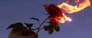 Preview wallpaper rose, flower, flame, hand, fire