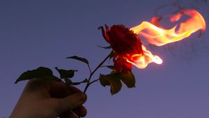 Preview wallpaper rose, flower, flame, hand, fire