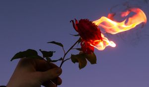 Preview wallpaper rose, flower, flame, hand, fire