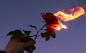 Preview wallpaper rose, flower, flame, hand, fire