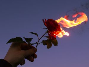 Preview wallpaper rose, flower, flame, hand, fire