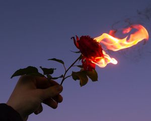 Preview wallpaper rose, flower, flame, hand, fire