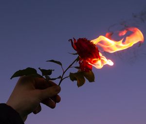 Preview wallpaper rose, flower, flame, hand, fire