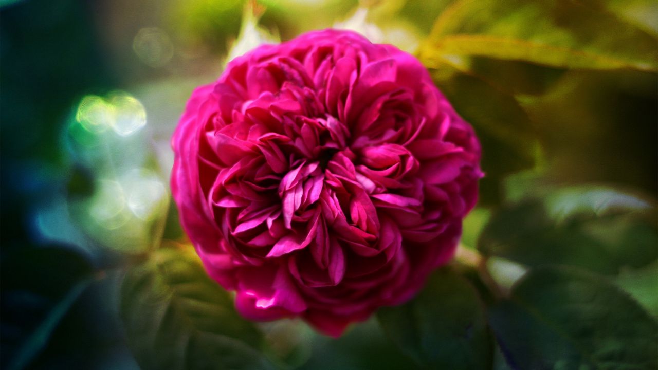 Wallpaper rose, flower, fluffy, bright, close-up