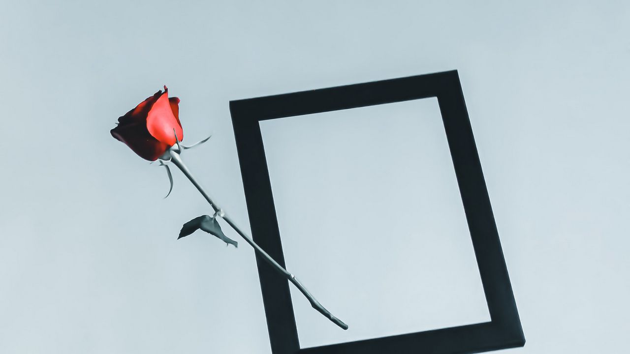 Wallpaper rose, flower, frame, hand, minimalism