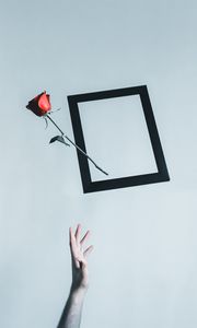 Preview wallpaper rose, flower, frame, hand, minimalism