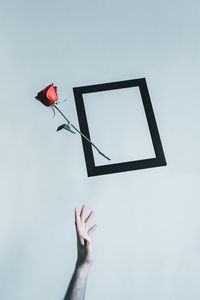 Preview wallpaper rose, flower, frame, hand, minimalism